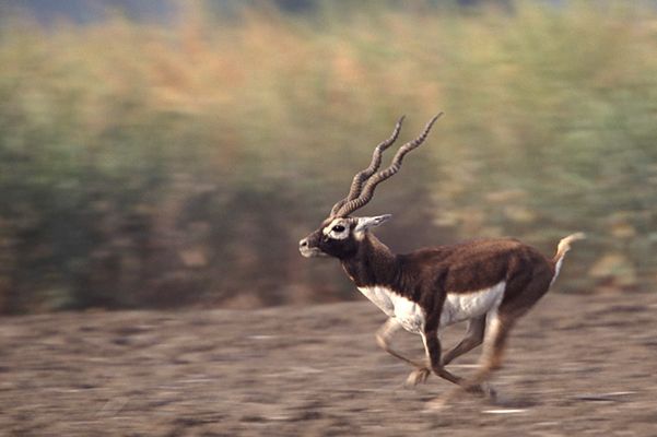 Hirschziegenantilope (Antilope cervicapra)
