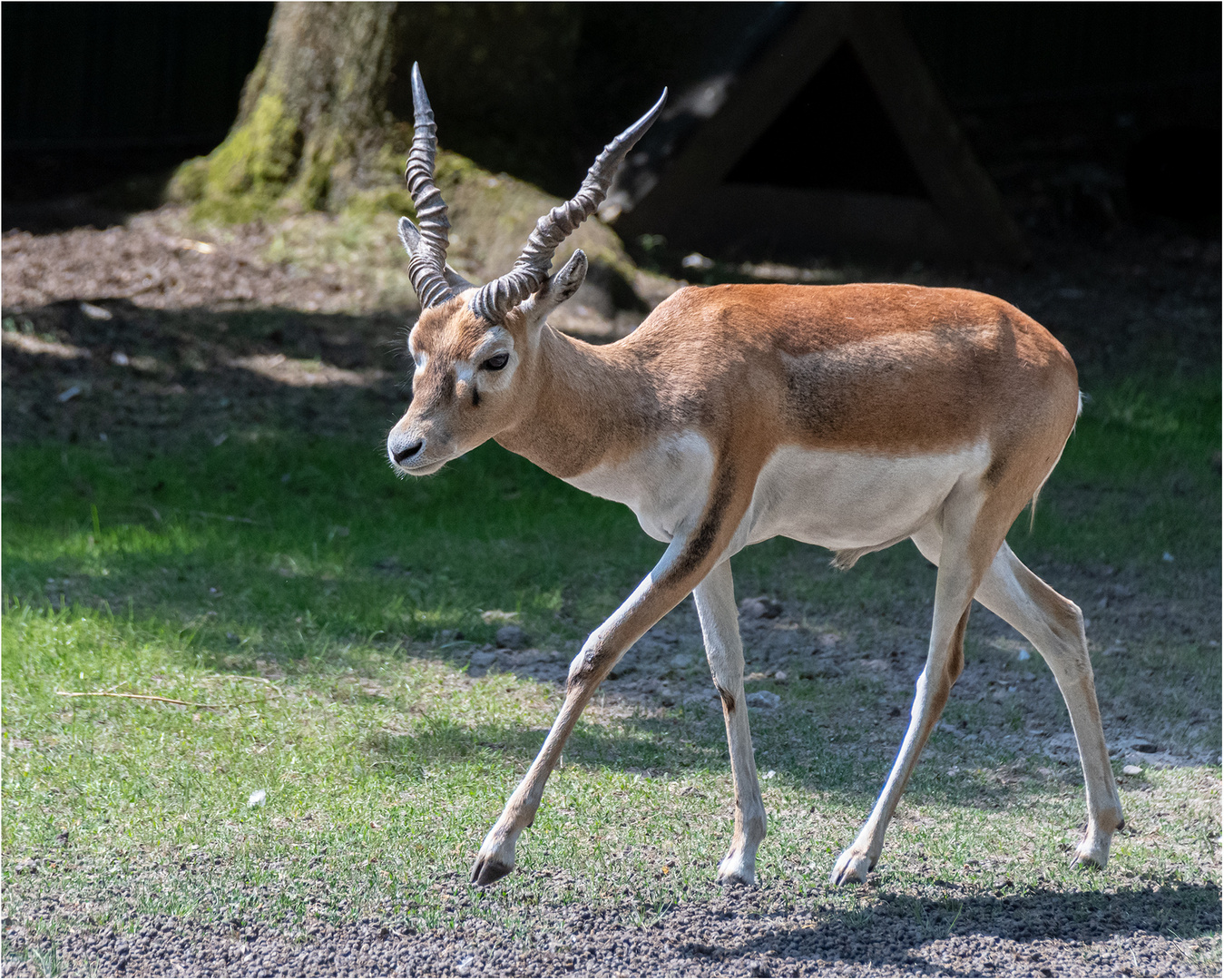 Hirschziegenantilope