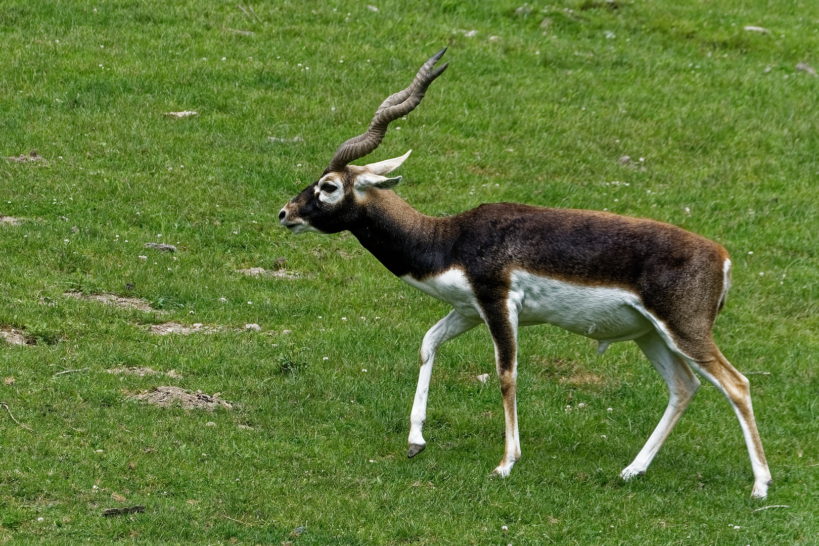 Hirschziegenantilope 