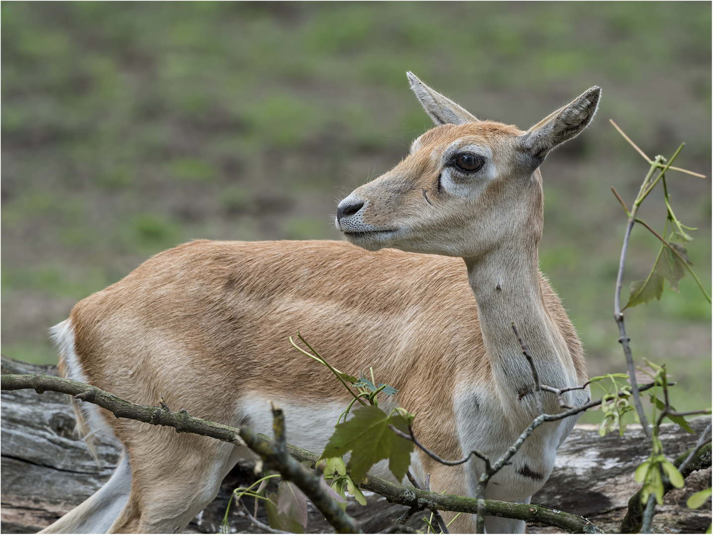 Hirschziegenantilope