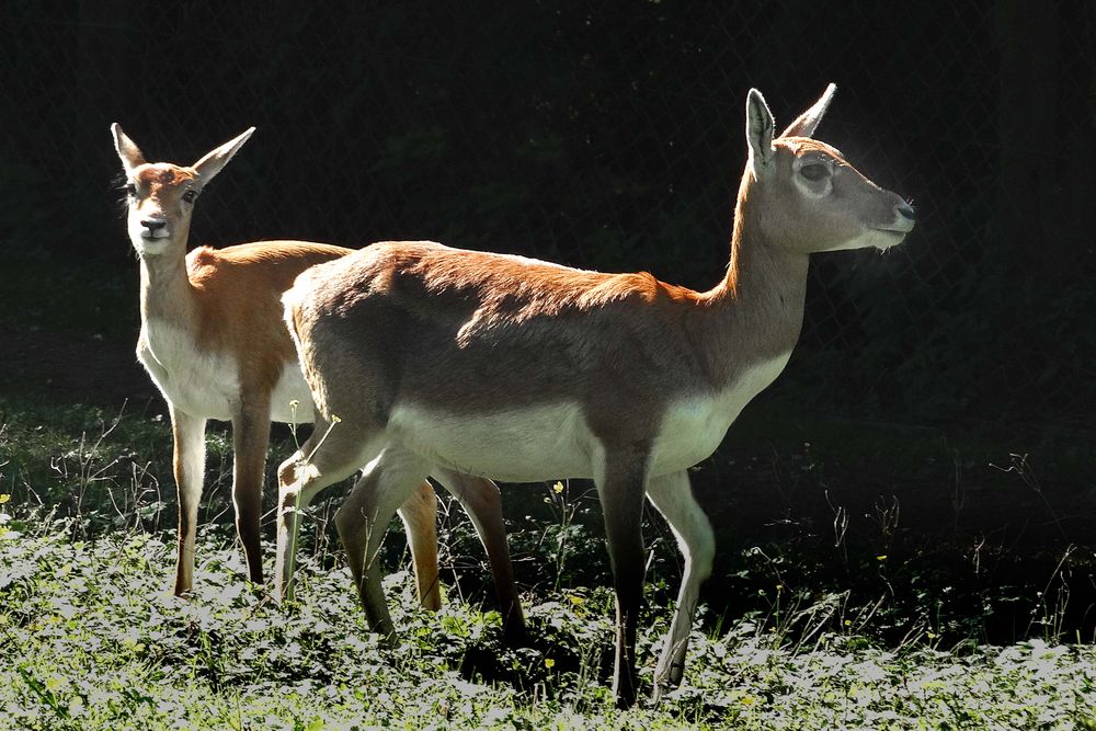 Hirschziegenantilopen (W) Zoo Neuwied