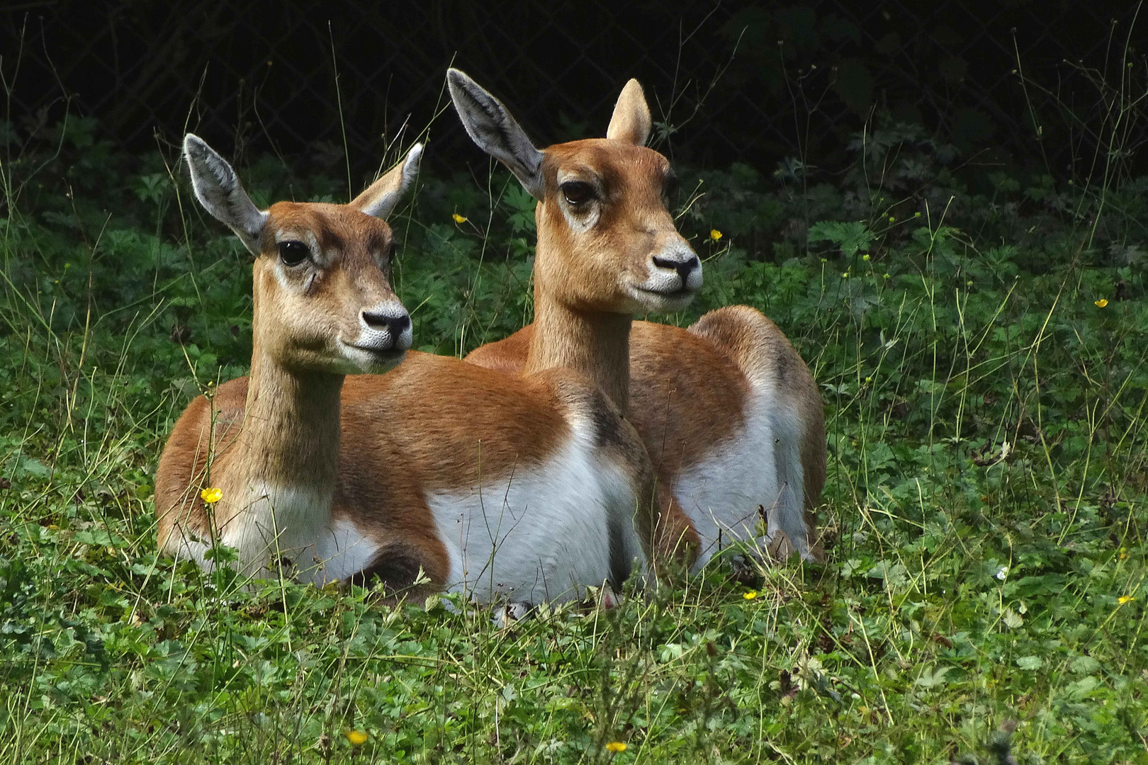 Hirschziegenantilopen (Weibchen) -Zoo Neuwied-