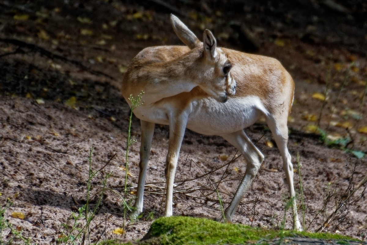 Hirschzirgeantilope