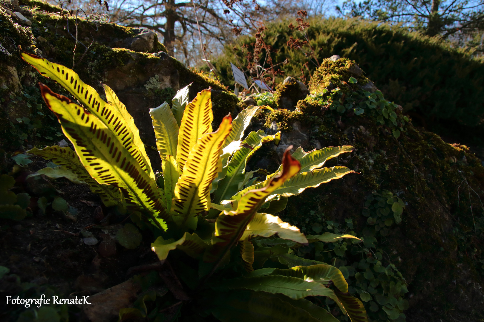 Hirschzungenfarn - Asplenium scolopendrium