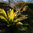 Hirschzungenfarn - Asplenium scolopendrium