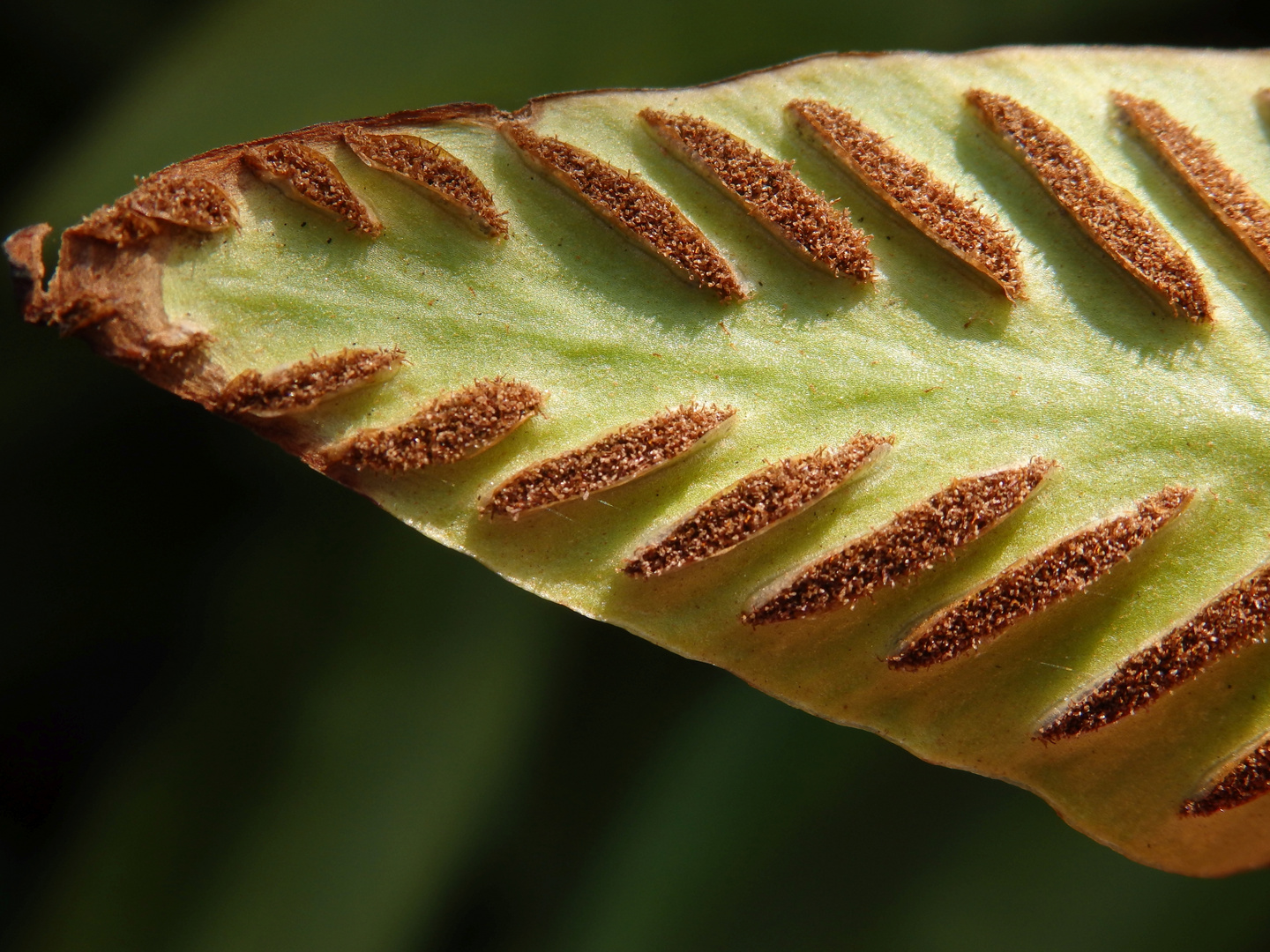 Hirschzungenfarn (Asplenium scolopendrium)