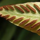 Hirschzungenfarn (Asplenium scolopendrium)