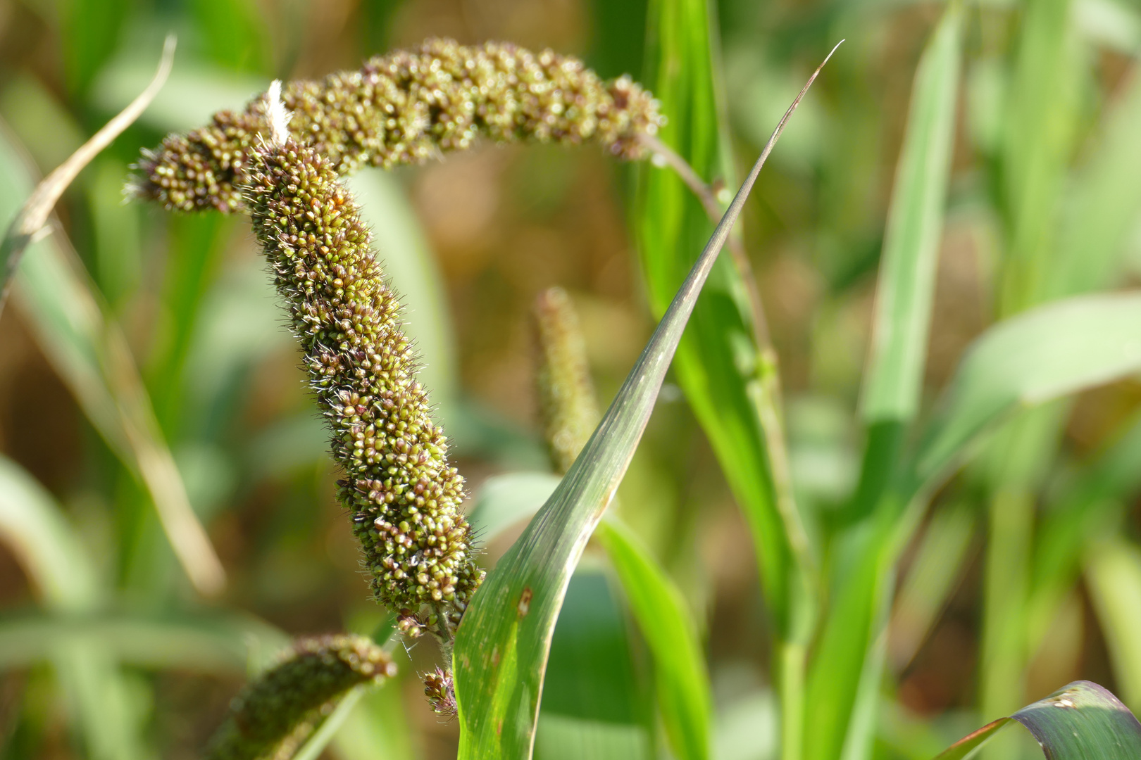 Hirse Foto &amp; Bild | natur, herbst, getreide Bilder auf fotocommunity