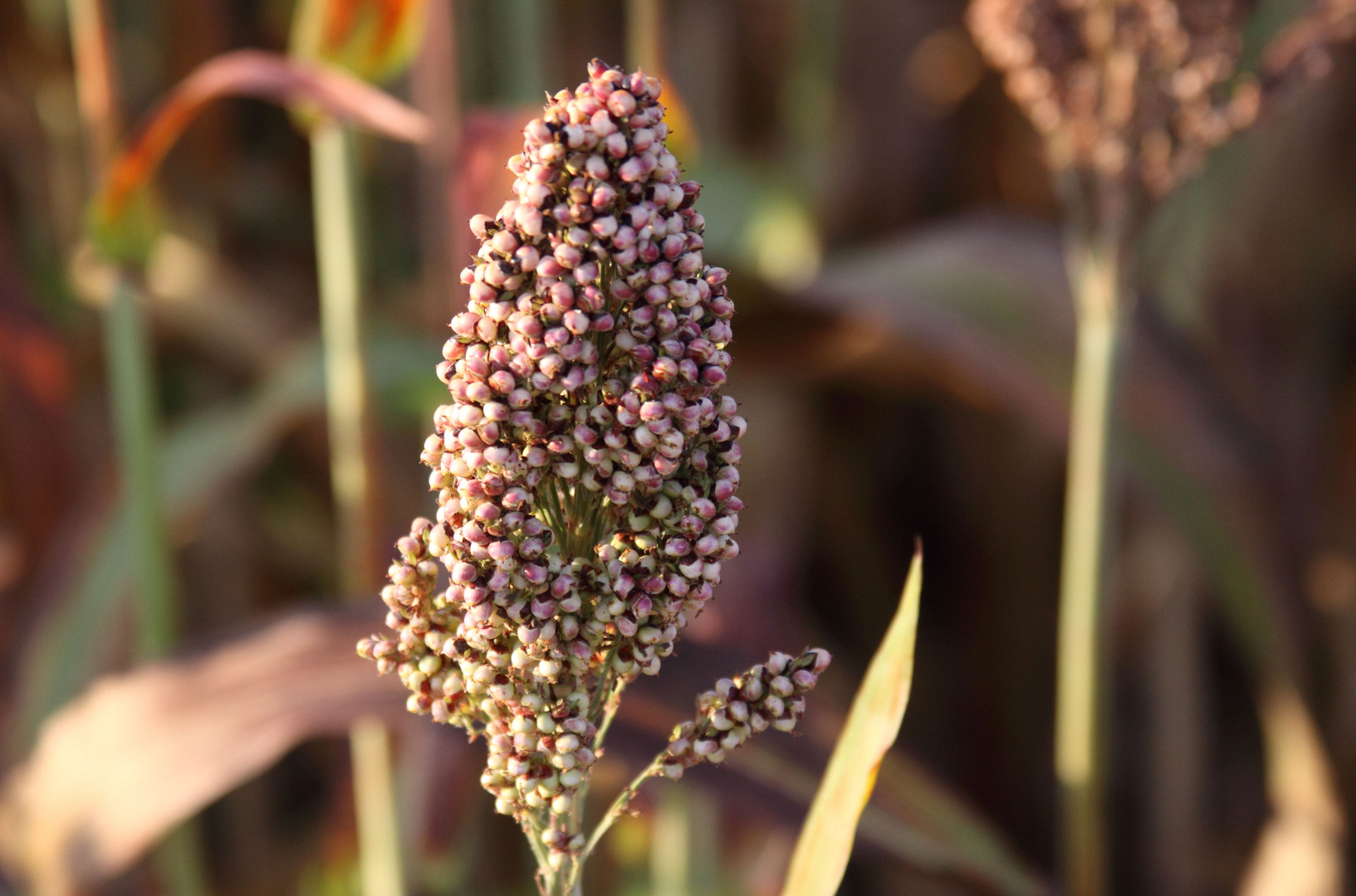 Hirse (Sorghum bicolor), in der Morgensonne an der Kreuzkapelle (4)