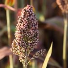 Hirse (Sorghum bicolor), in der Morgensonne an der Kreuzkapelle (4)