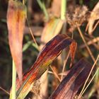 Hirse (Sorghum bicolor), in der Morgensonne an der Kreuzkapelle (9)