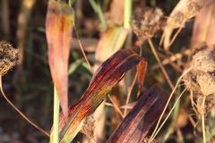 Hirse (Sorghum bicolor), in der Morgensonne an der Kreuzkapelle (9)