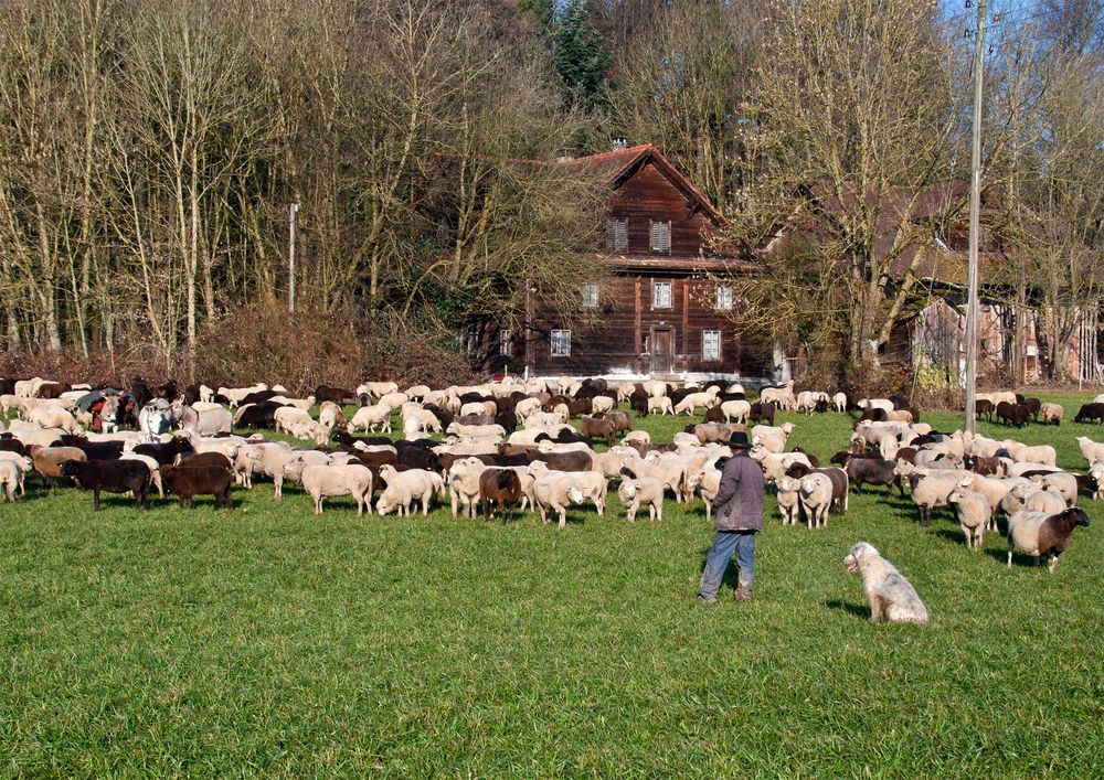 Hirte bewacht Schafherde