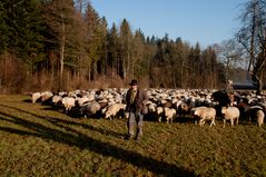 Hirte unterwegs mit Schafherde