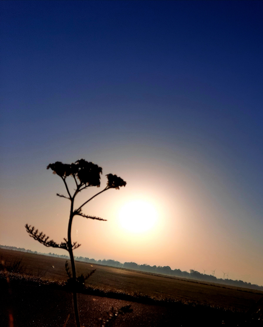 Hirtenblume in Mondperspektive