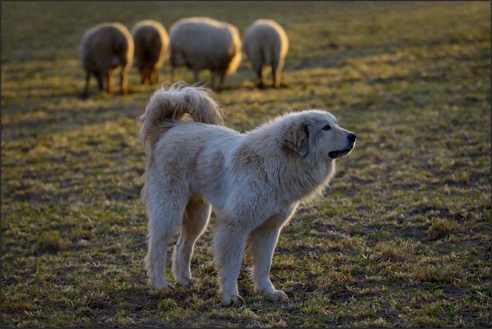 Hirtenhund ...