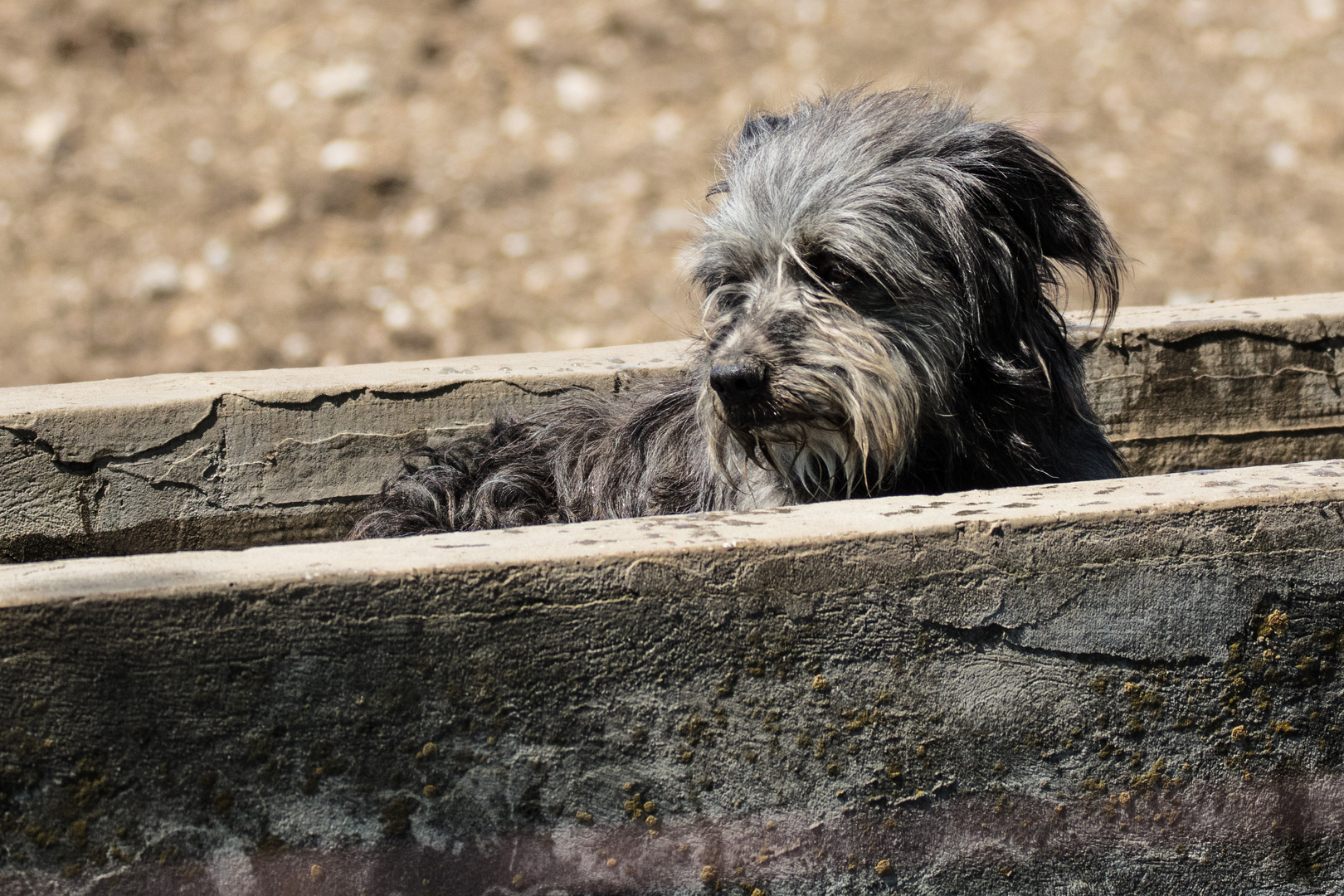 Hirtenhund beim Bad..