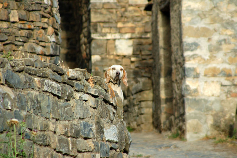 Hirtenhund in einem Pyrenäischen Bergdorf