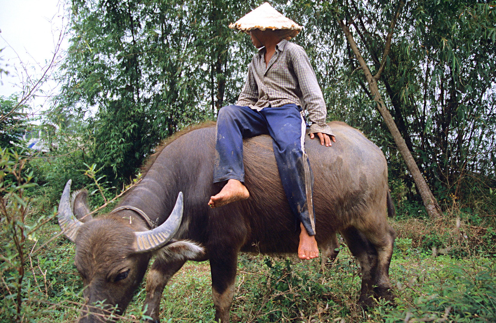 Hirtenjunge mit Wasserbüffel, Vietnam