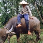 Hirtenjunge mit Wasserbüffel, Vietnam