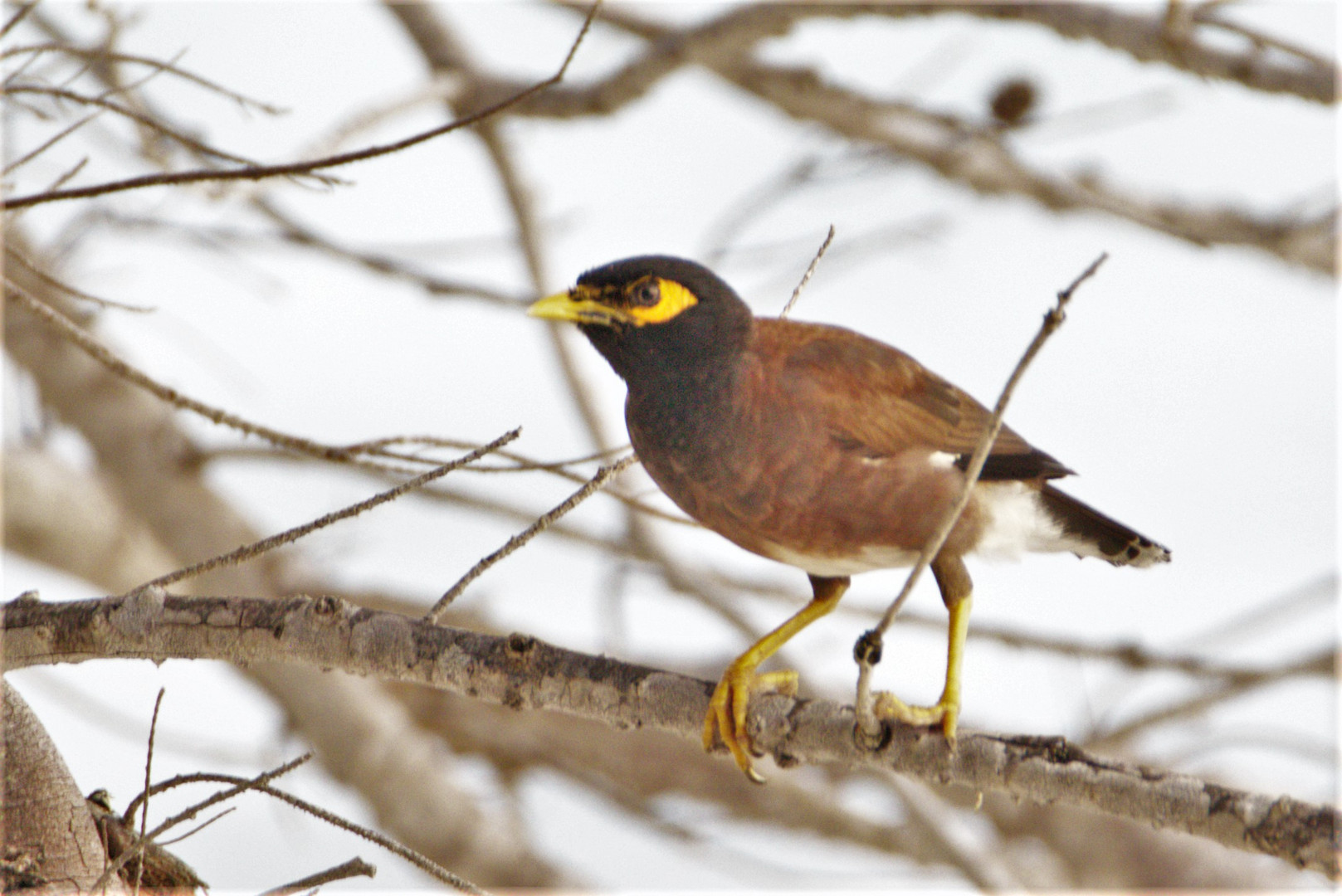 Hirtenmaina (Acridotheres tristis) auf Mauritius