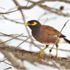 Hirtenmaina (Acridotheres tristis) auf Mauritius