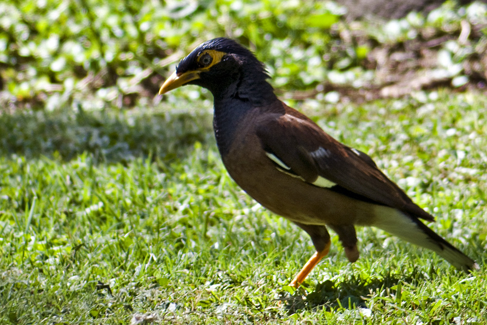 Hirtenmaina (eng. Indian Myna)