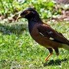 Hirtenmaina (eng. Indian Myna)