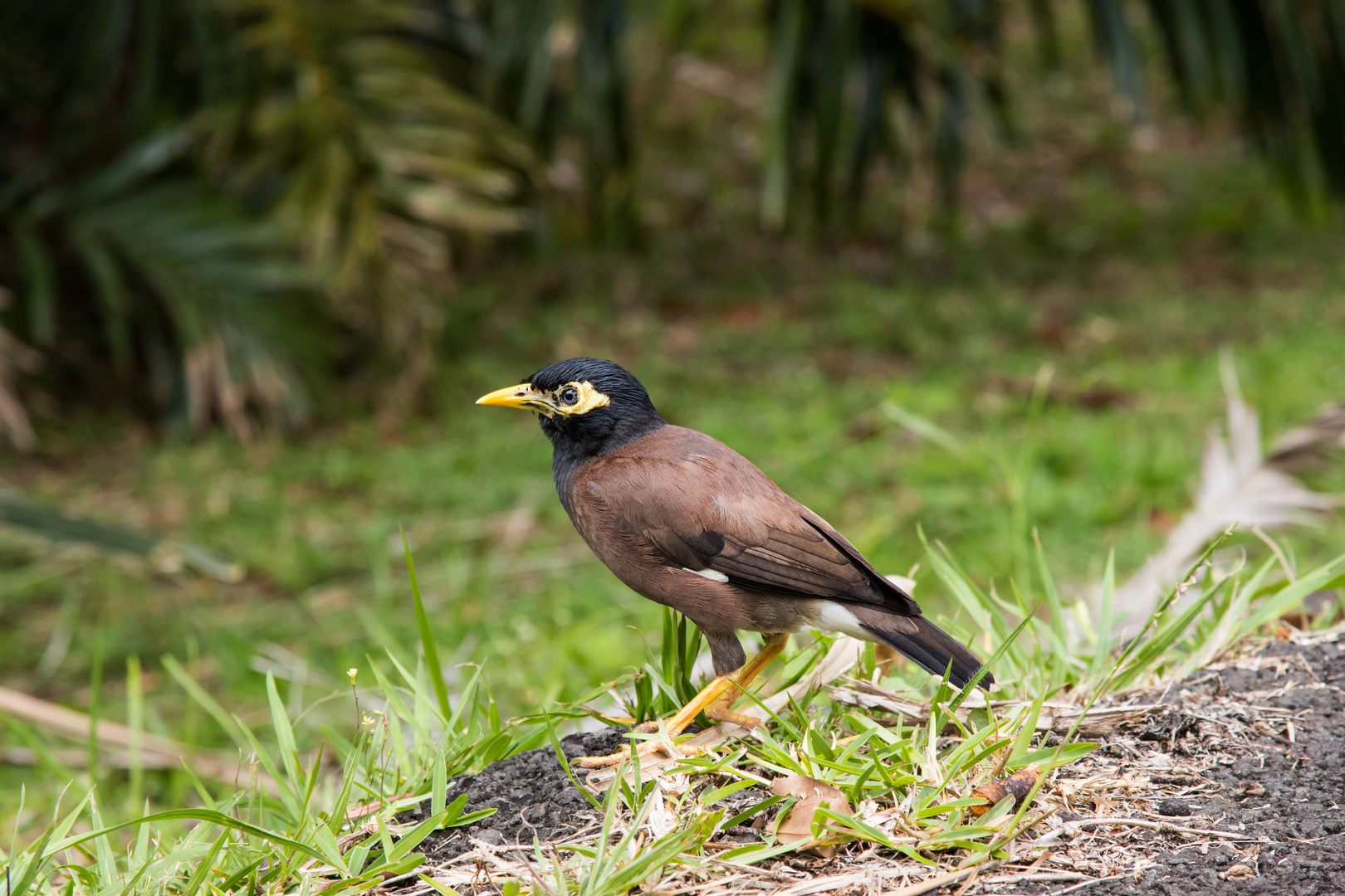 Hirtenmaina oder der Hirtenstar (Acridotheres tristis)