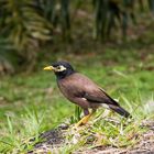 Hirtenmaina oder der Hirtenstar (Acridotheres tristis)