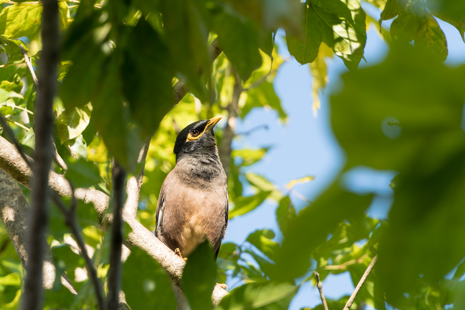 Hirtenmaina oder der Hirtenstar (Acridotheres tristis) 