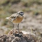 Hirtenregenpfeifer,Kittlitzs-Plover