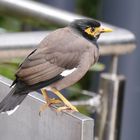 Hirtenstar  -  Indian Myna