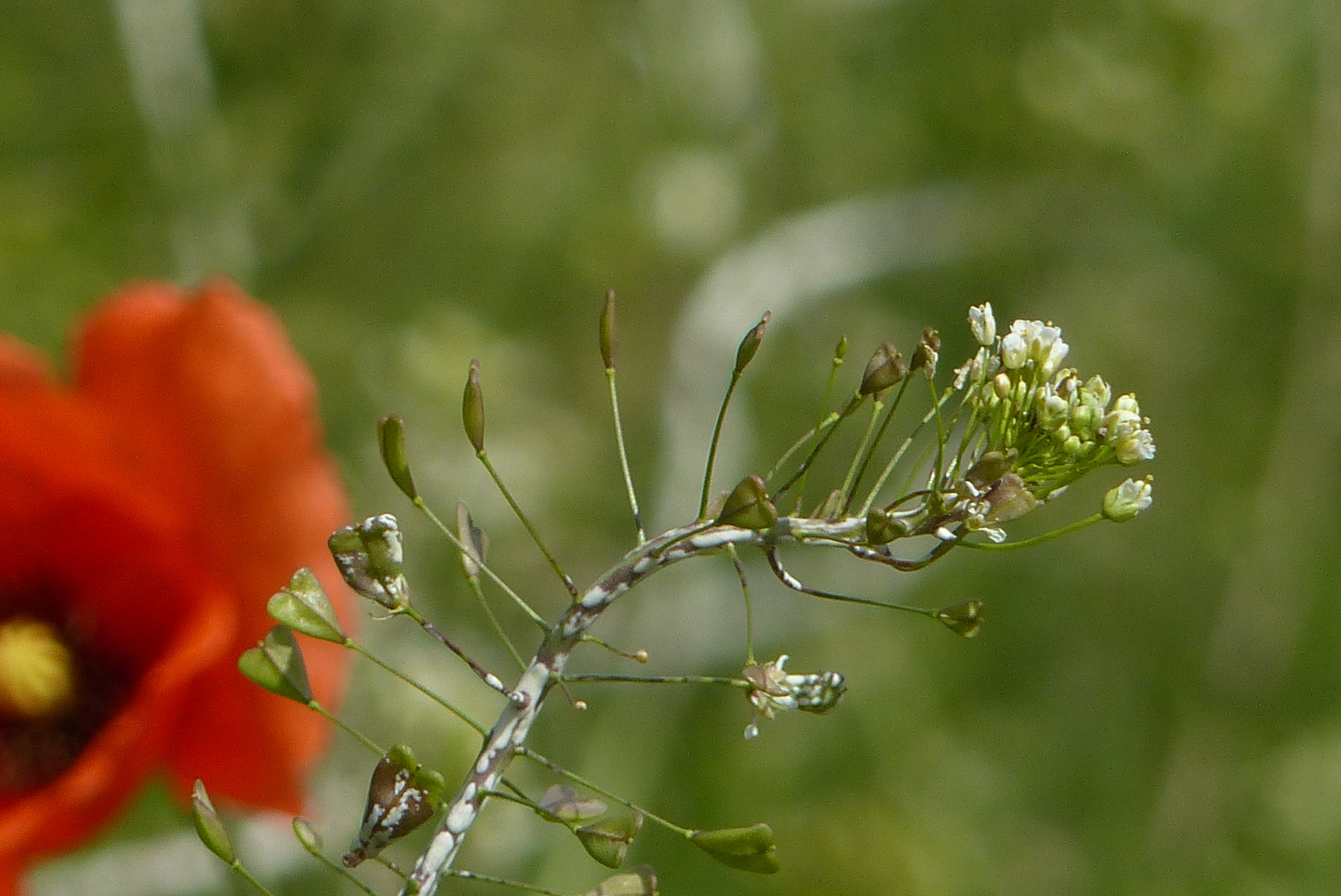 Hirtentäschel und Mohn