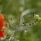 Hirtentäschel und Mohn