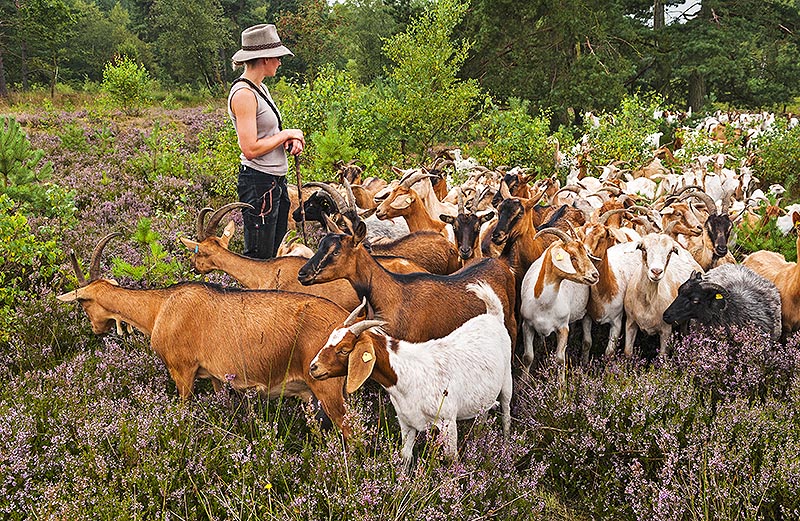 Hirtin in der Heide