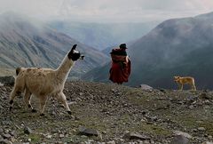 Hirtin mit Alpakas auf dem Altiplano