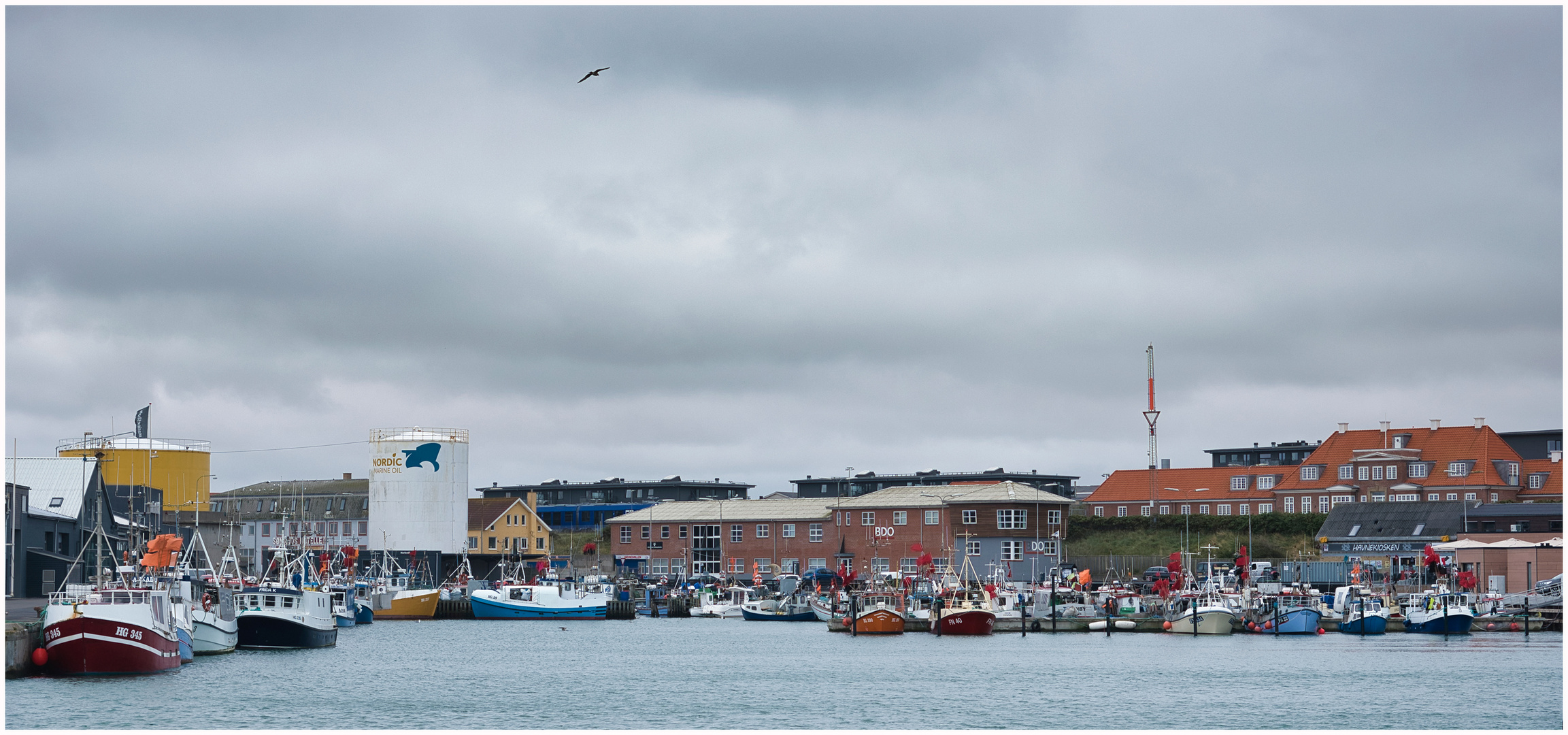 Hirtshals Havn mir Möwe