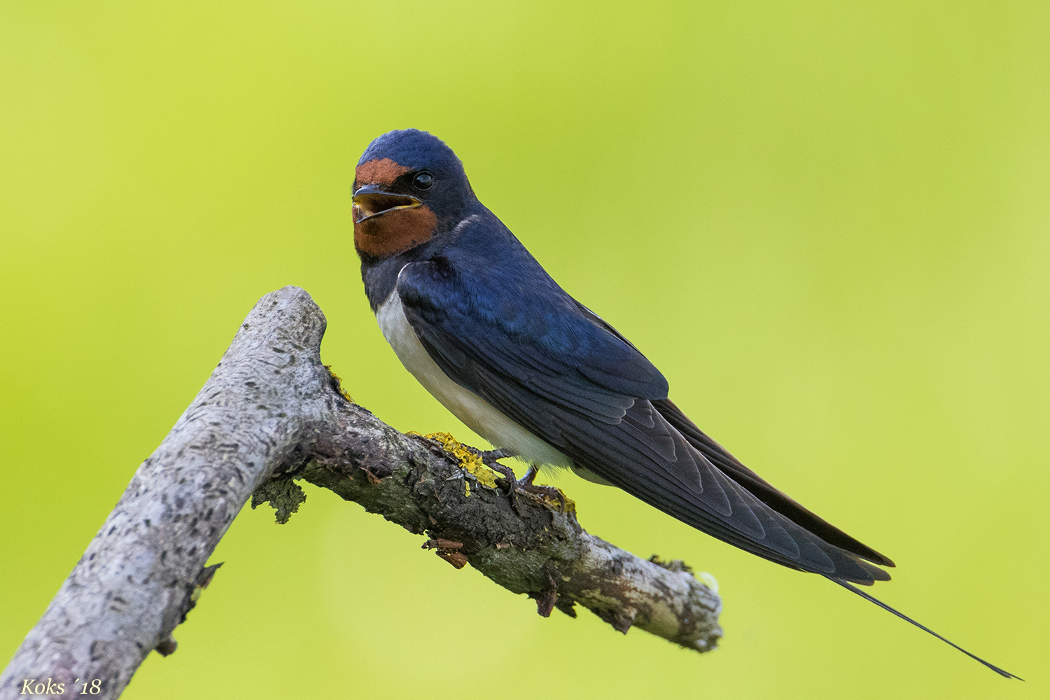 Hirundo rustica