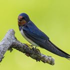 Hirundo rustica