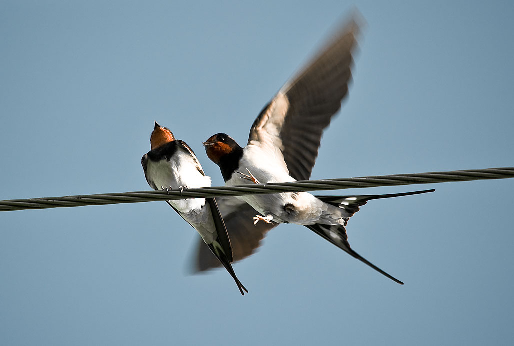 Hirundo rustica.