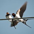 Hirundo rustica.