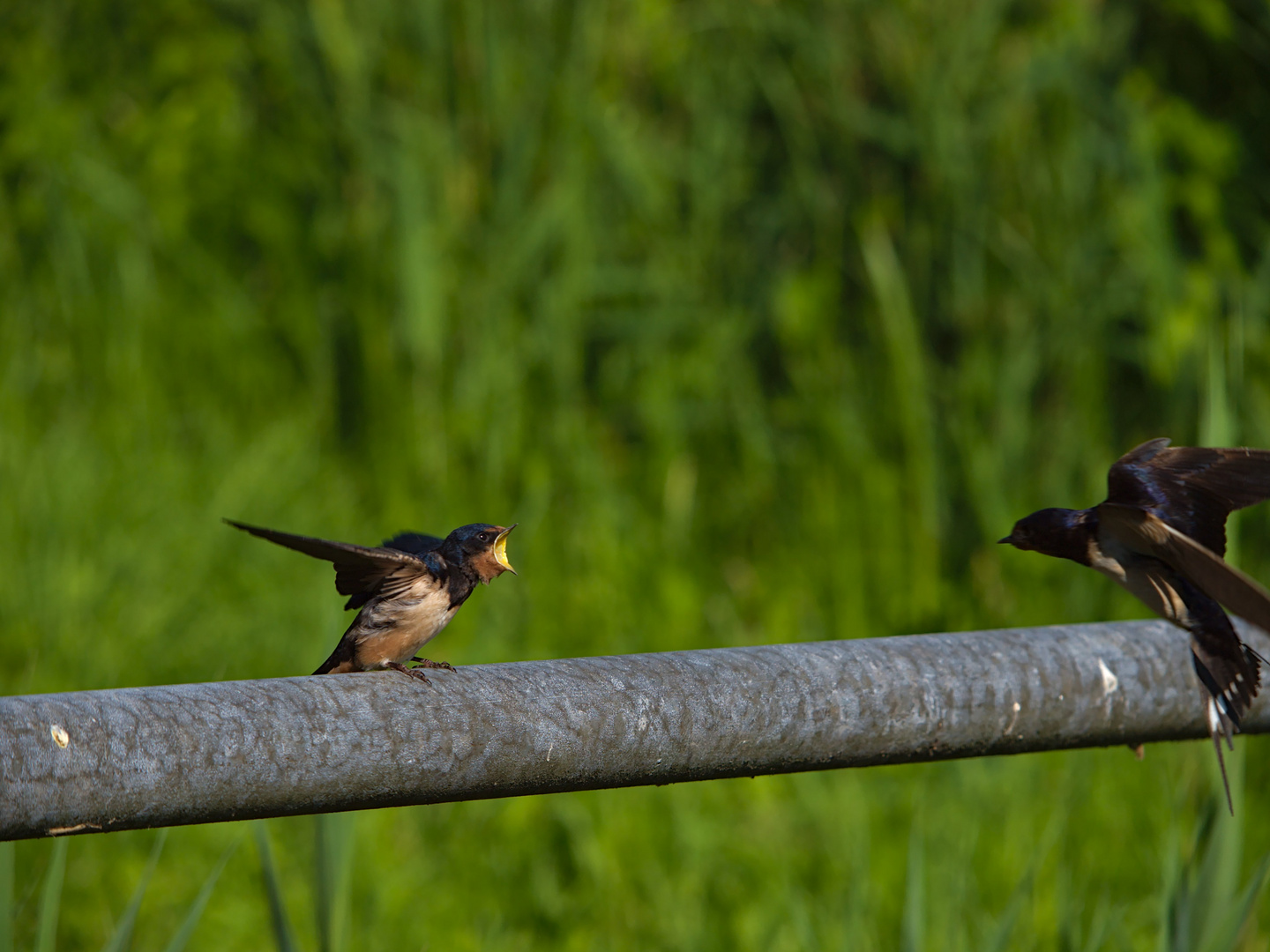 Hirundo rustica