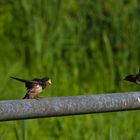 Hirundo rustica