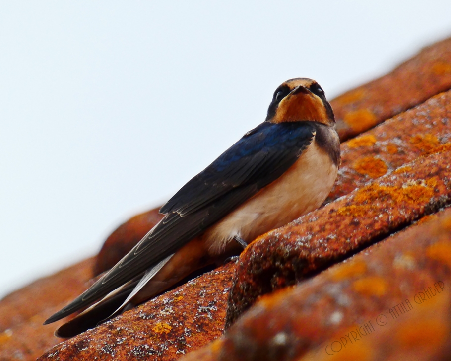 Hirundo rustica /