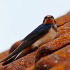 Hirundo rustica /