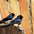 Hirundo rustica