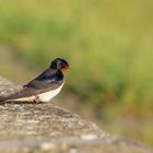 Hirundo rustica