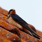 Hirundo rustica \