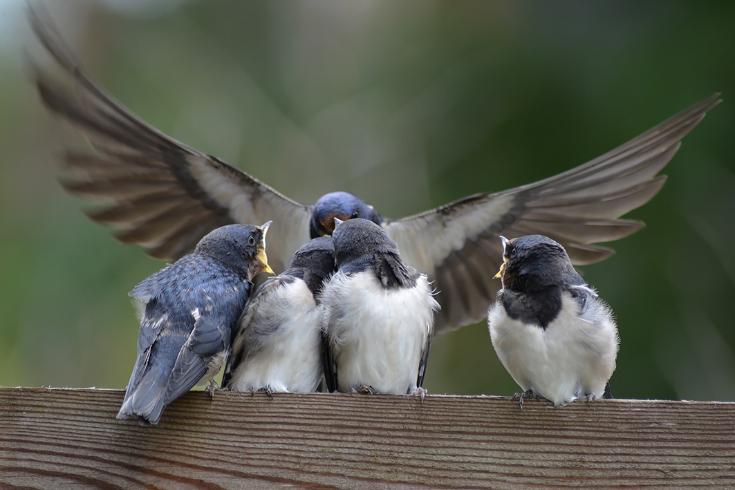 Hirundo rustica